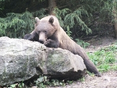 Observarea ursului in habitatul lui natural!