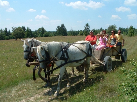 Horse-cart ride - Watching a live cheese production!